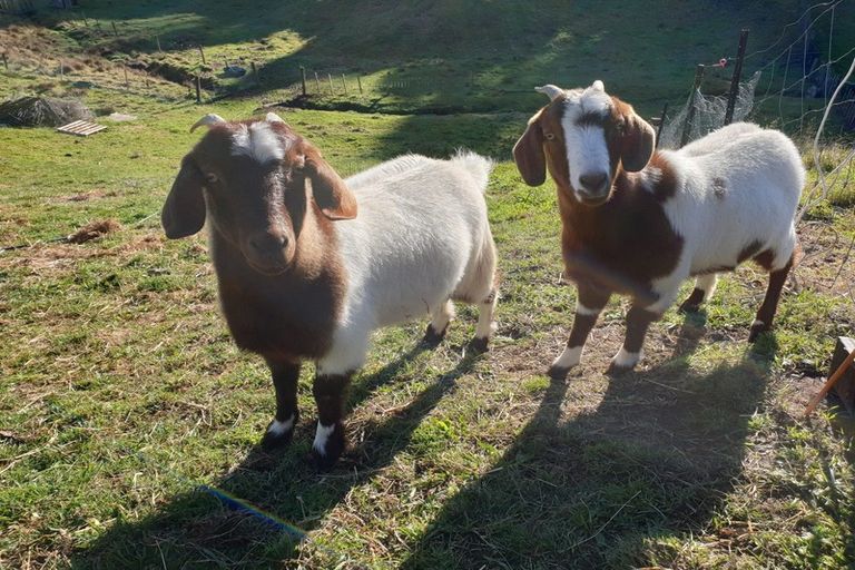 Photo of property in 42 Corbett Drive, Minden, Tauranga, 3176