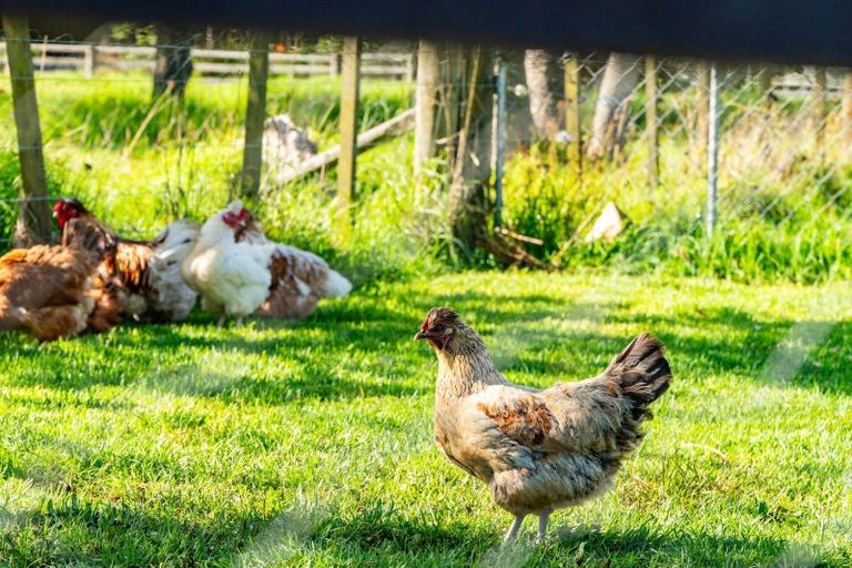 Photo of property in 228 Harris Road, Glenbervie, Whangarei, 0175