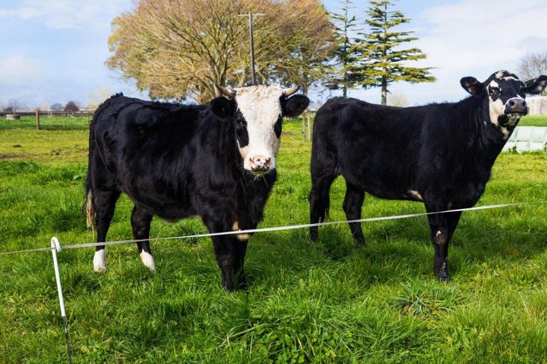 Photo of property in 178 Mowbray Road, Waharoa, Matamata, 3471