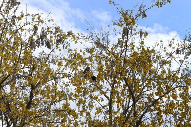 Photo of property in 24b Burns Street, Gate Pa, Tauranga, 3112