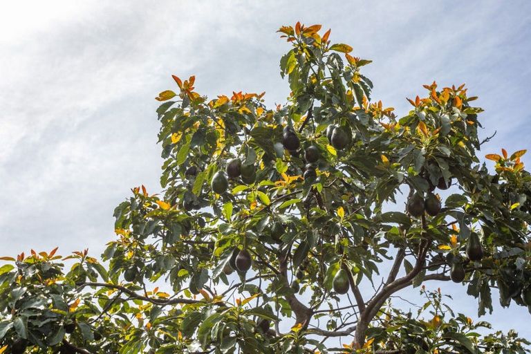 Photo of property in 119 Collarbone Road, Thames, 3500