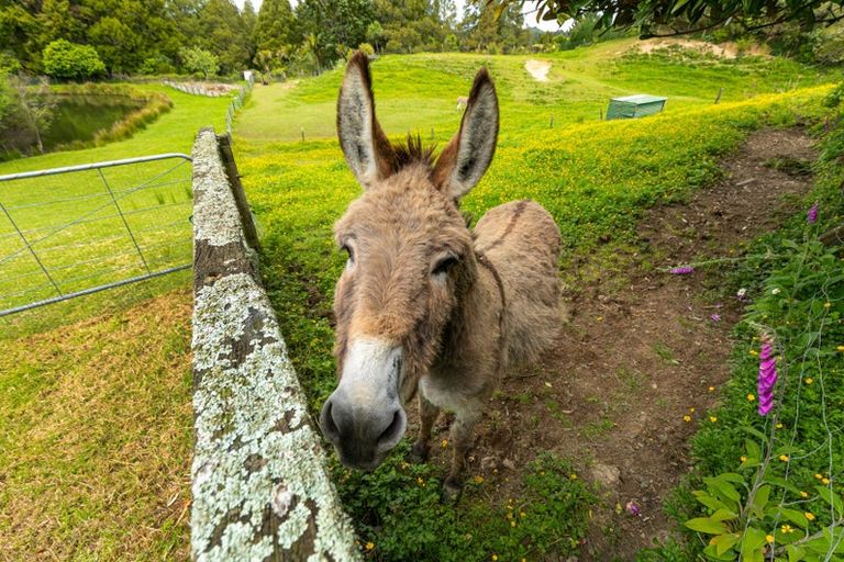 Photo of property in 278a Forest Hill Road, Waiatarua, Auckland, 0612