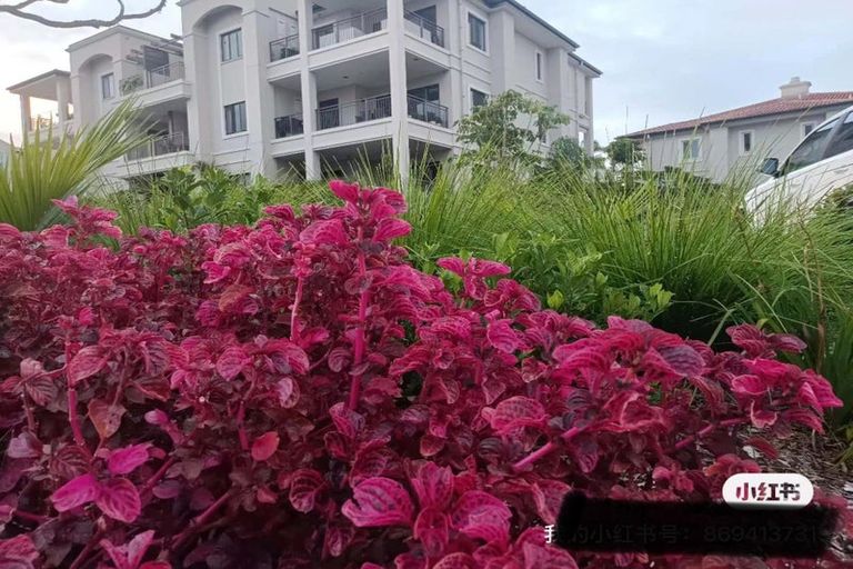 Photo of property in 101/140 Gills Road, Albany Heights, Auckland, 0632