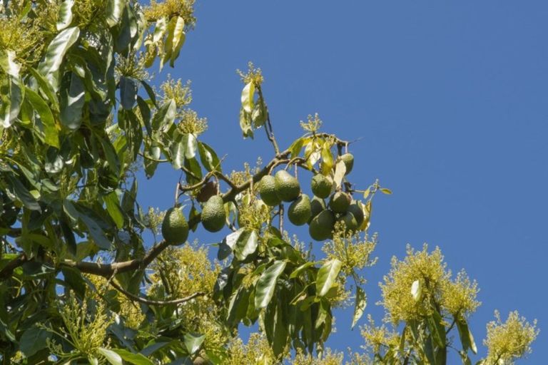 Photo of property in 340d Pahoia Road, Whakamarama, Tauranga, 3172