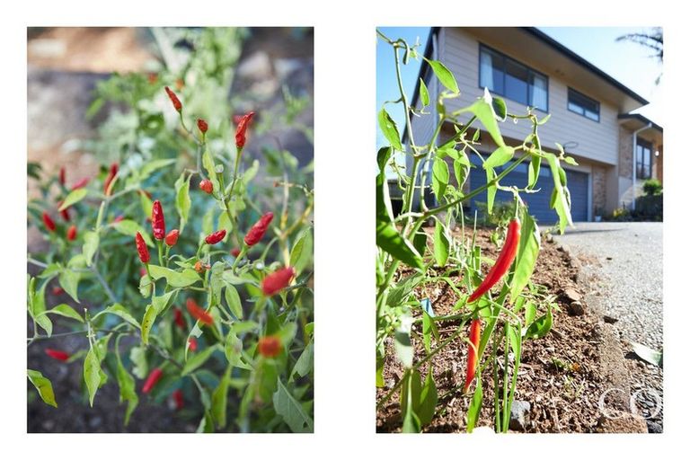 Photo of property in 22 Macmillan Street, Katikati, 3129