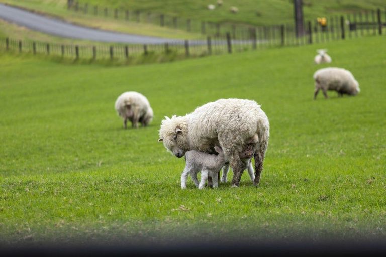 Photo of property in 331 Pukapuka Road, Pohuehue, Warkworth, 0983