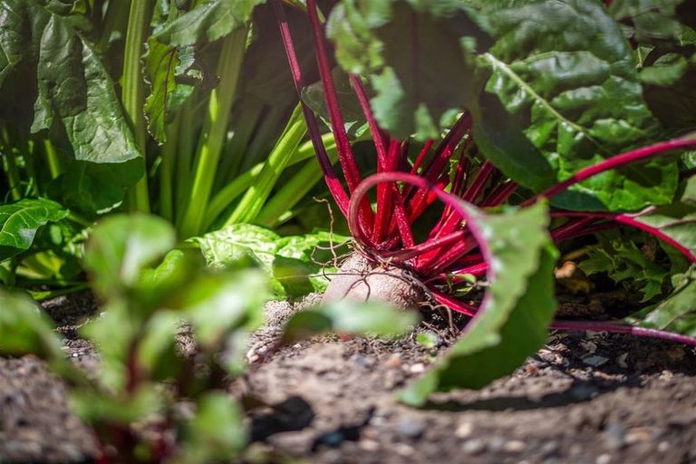 Photo of property in 16 Hungerford Drive, Rolleston, 7615