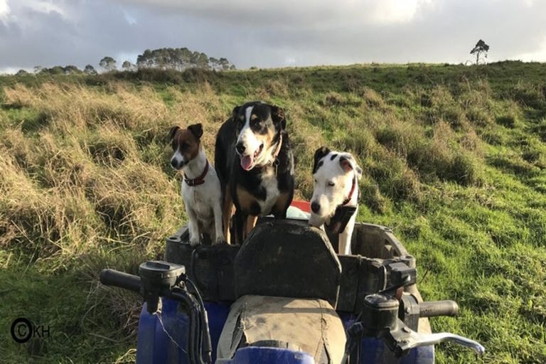 Photo of property in 133 Hanham Road, Kumeu, 0891