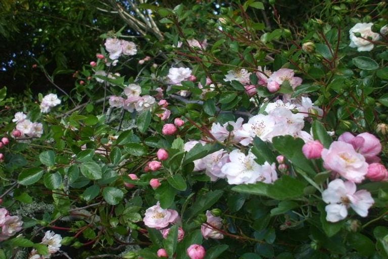 Photo of property in 24 Mary Street, Te Kuiti, 3910