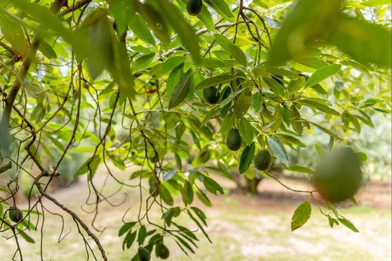 Photo of property in 93 Te Puna Quarry Road, Minden, Tauranga, 3179