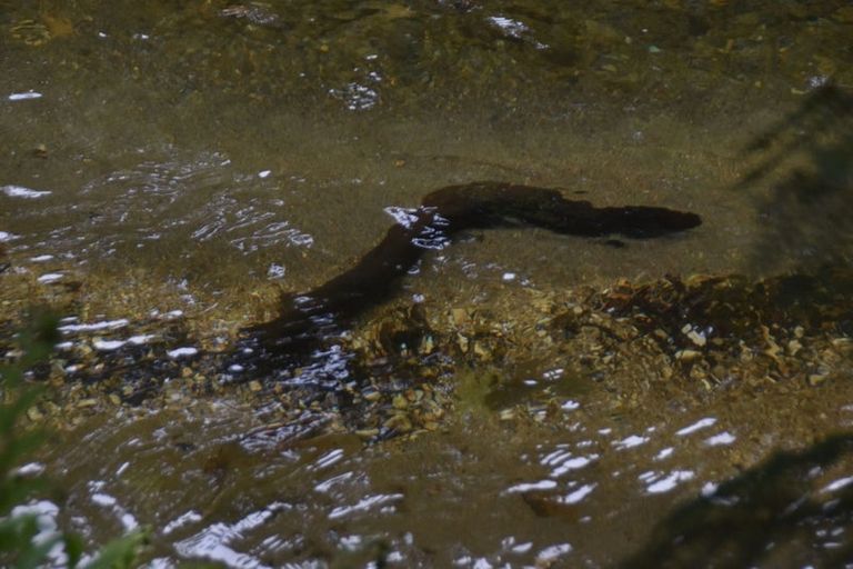 Photo of property in 2005 Ongarue Stream Road, Waimiha, 3998