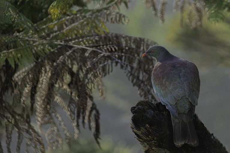 Photo of property in 18 Kitewaho Road, Swanson, Auckland, 0816