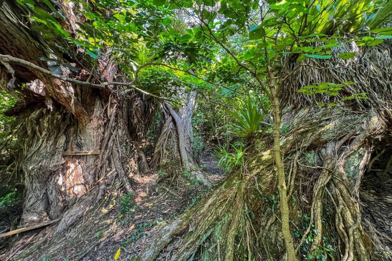 Photo of property in 248 Ohiwa Harbour Road, Waiotahe, Opotiki, 3198