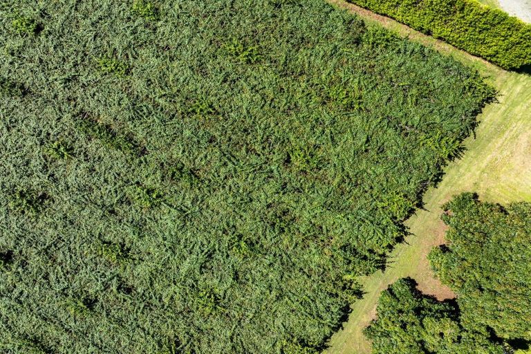 Photo of property in 168 Youngson Road, Whakamarama, Tauranga, 3179