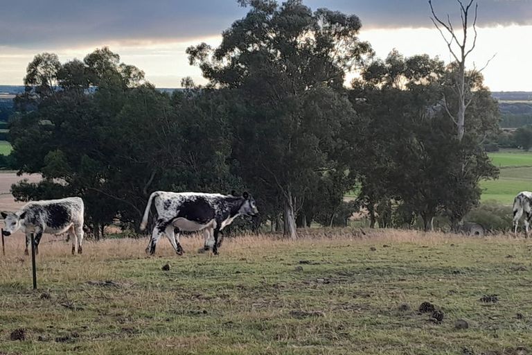 Photo of property in 338a Catherwoods Road, Cust, 7471