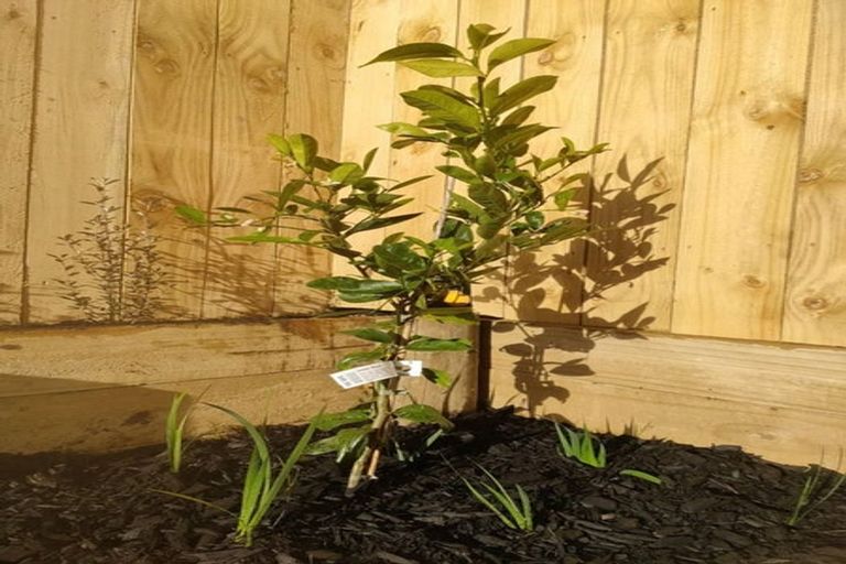 Photo of property in 14 Papai Lane, Massey, Auckland, 0614