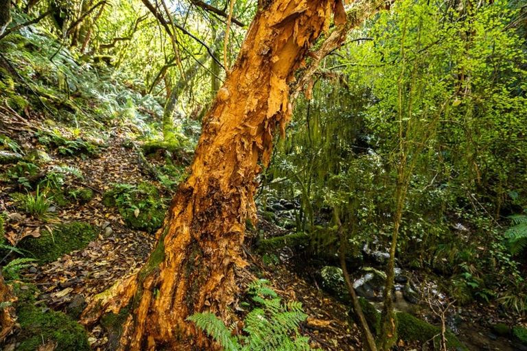 Photo of property in 288 Matiri Valley Road, Matiri, Murchison, 7077