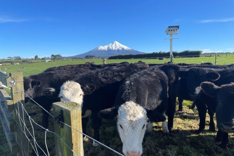 Photo of property in 406 Opunake Road, Cardiff, Stratford, 4391