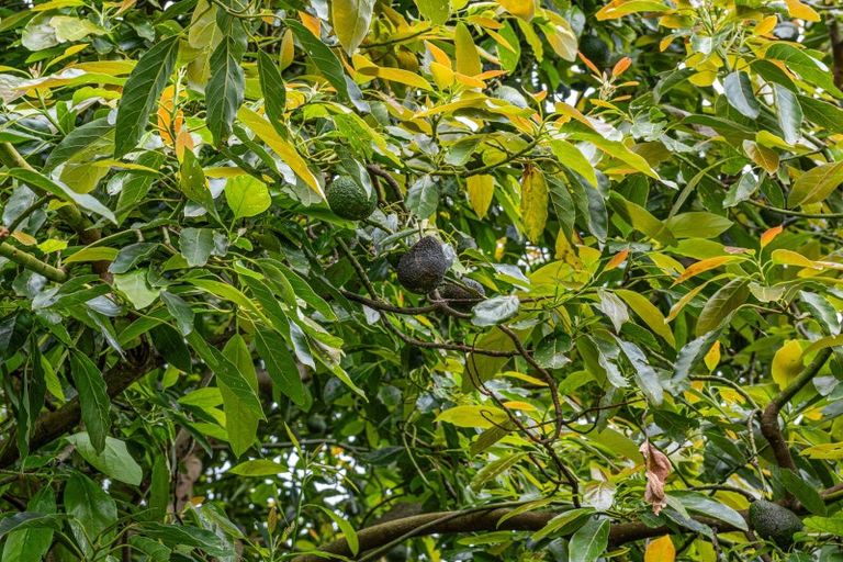 Photo of property in 69 Francis Road, Whakamarama, Tauranga, 3172