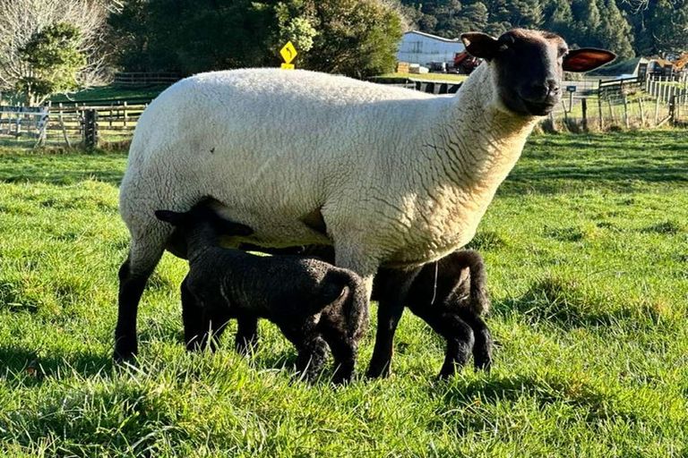 Photo of property in 124 Kanohi Road, Kaukapakapa, 0873