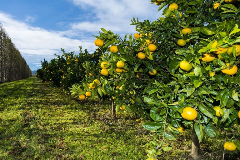 Photo of property in 693 Awapuni Road, Matawhero, Gisborne, 4071