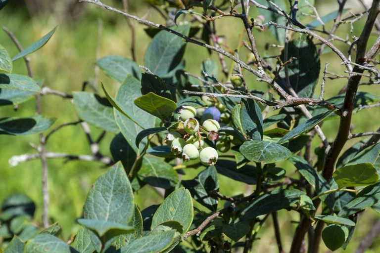 Photo of property in 62 Abraham Heights, Washington Valley, Nelson, 7010