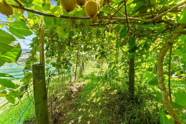 Photo of property in 664 State Highway 2, Tahawai, Katikati, 3170