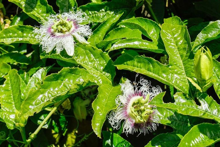 Photo of property in 19 Hakanoa Street, Huntly, 3700