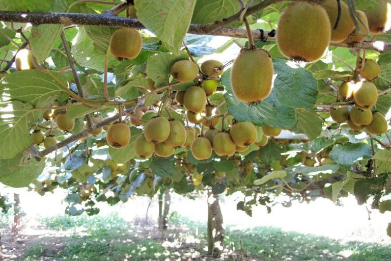 Photo of property in 159 Plantation Road, Rangiriri, Te Kauwhata, 3782