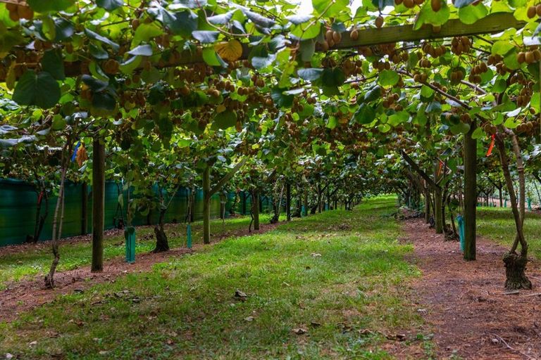 Photo of property in 866 No 2 Road, Te Ranga, Te Puke, 3182