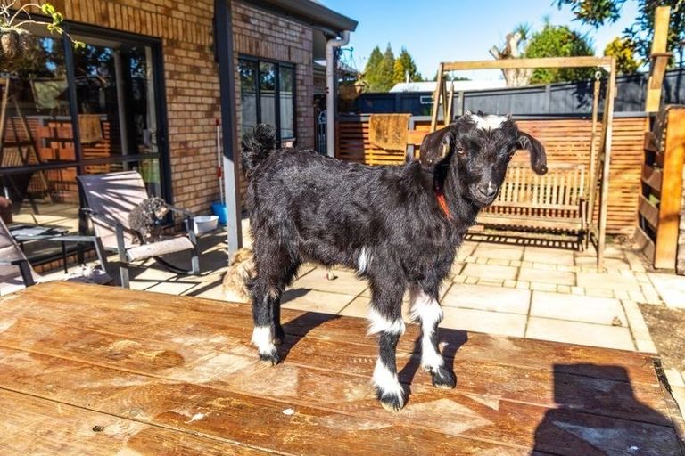 Photo of property in 2a Bryce Street, Kihikihi, Te Awamutu, 3800