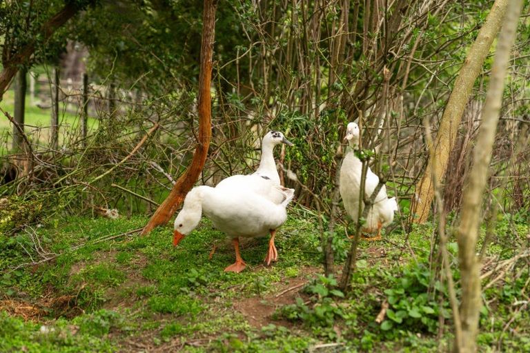 Photo of property in 402 Kaka Amu Road, Rangitumau, Masterton, 5871