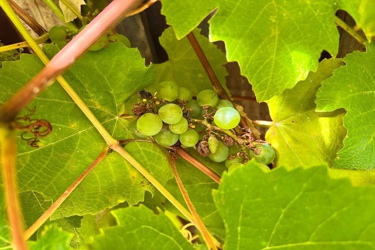 Photo of property in 2/26 Tawa Street, Eastbourne, Lower Hutt, 5013