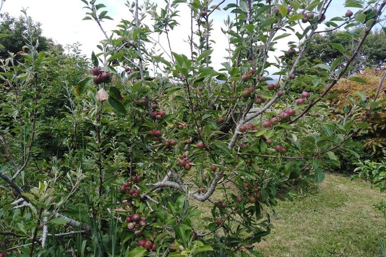 Photo of property in 127 Kohaihai Road, Karamea, 7893