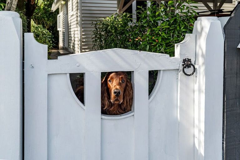 Photo of property in 47 Wallace Place, Westown, New Plymouth, 4310