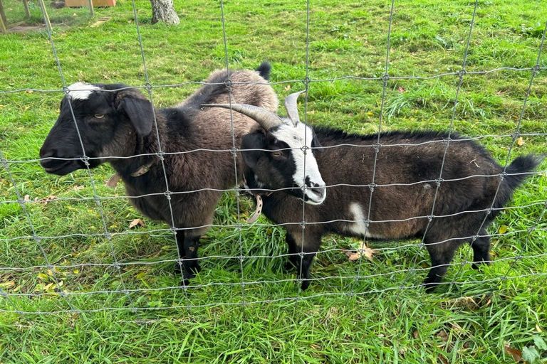 Photo of property in 530 No 1 Road, Springdale, Waitoa, 3380