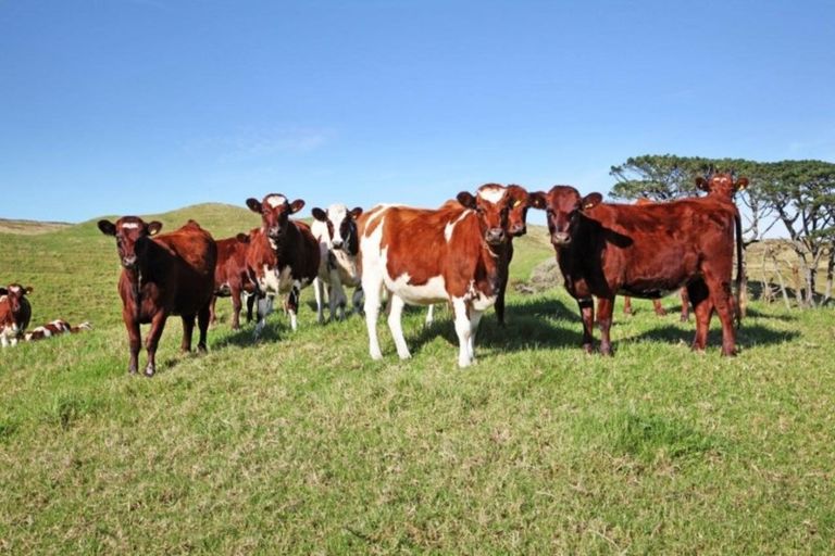 Photo of property in 569 Karioitahi Road, Lake Puketi, Waiuku, 2683