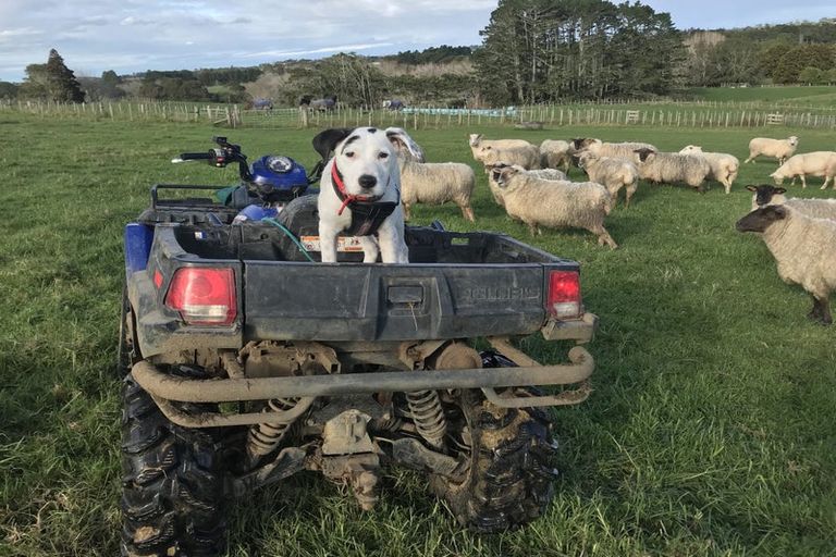 Photo of property in 133 Hanham Road, Kumeu, 0891