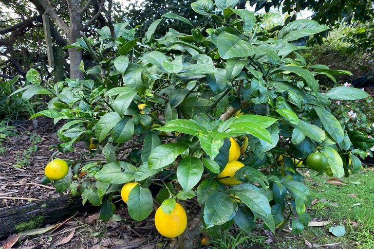 Photo of property in 26 Cobham Court, Kerikeri, 0230