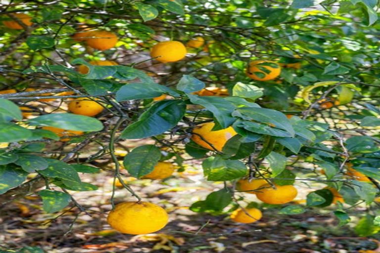 Photo of property in 32 Cromwell Drive, Fitzroy, Hamilton, 3206