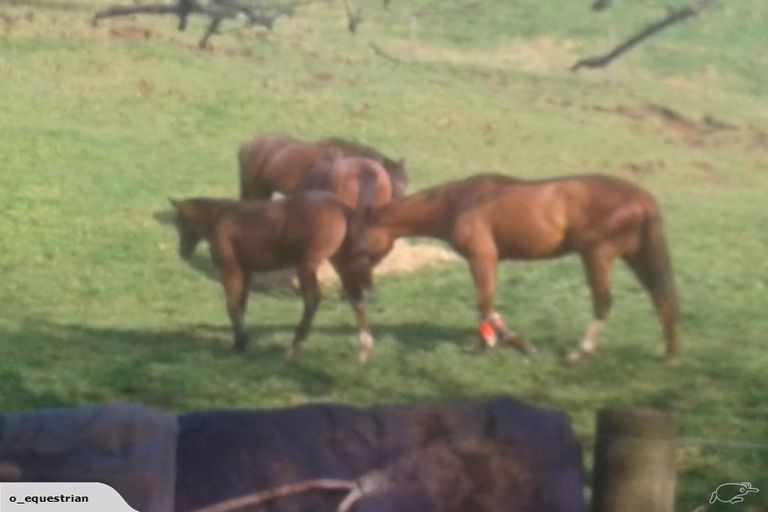 Photo of property in 276 Dansey Road, Ngongotaha Valley, Rotorua, 3072