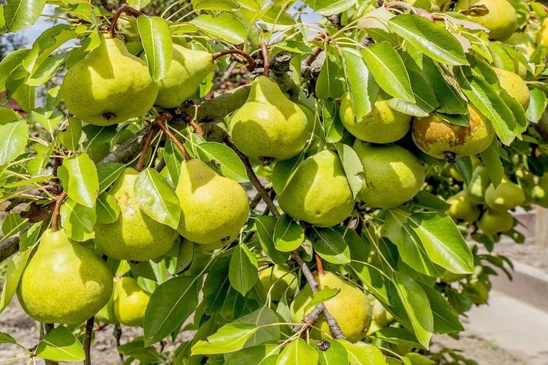 Photo of property in 6/781 East Maddisons Road, Rolleston, 7614