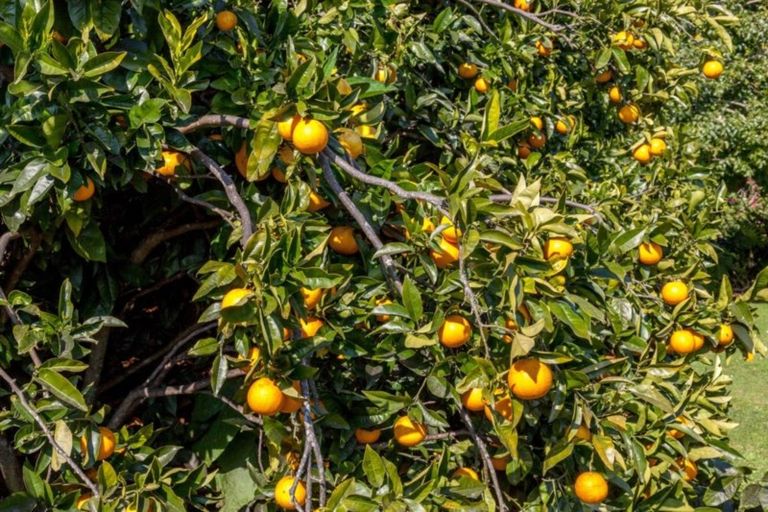 Photo of property in 19 Rewa Rewa Valley, Tairua, 3508