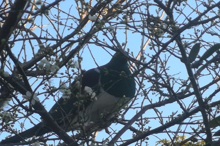 Photo of property in 41 Cleland Crescent, Naenae, Lower Hutt, 5011