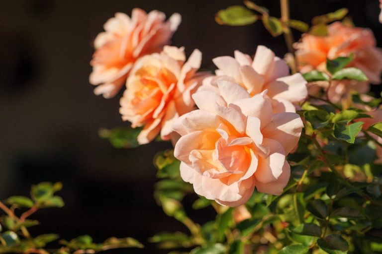 Photo of property in 59d Western Avenue, Omokoroa, 3114