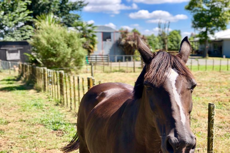 Photo of property in 62 Macky Road, Pirongia, Te Awamutu, 3876