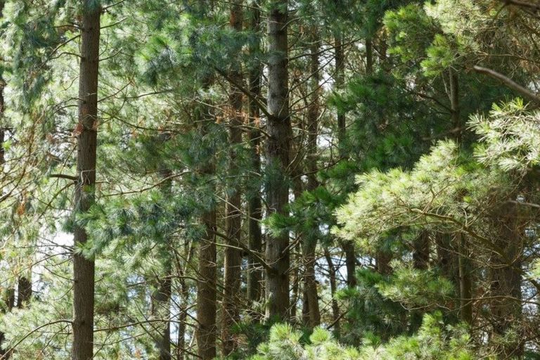 Photo of property in 57 Fitzherbert East Road, Aokautere, Palmerston North, 4471