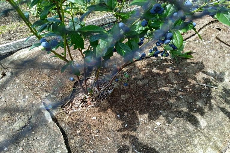 Photo of property in 42 Westview Place, Tauriko, Tauranga, 3110