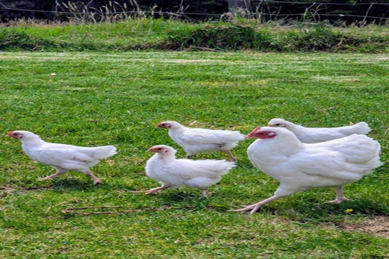 Photo of property in 638 West Coast Road, Makarau, Warkworth, 0981