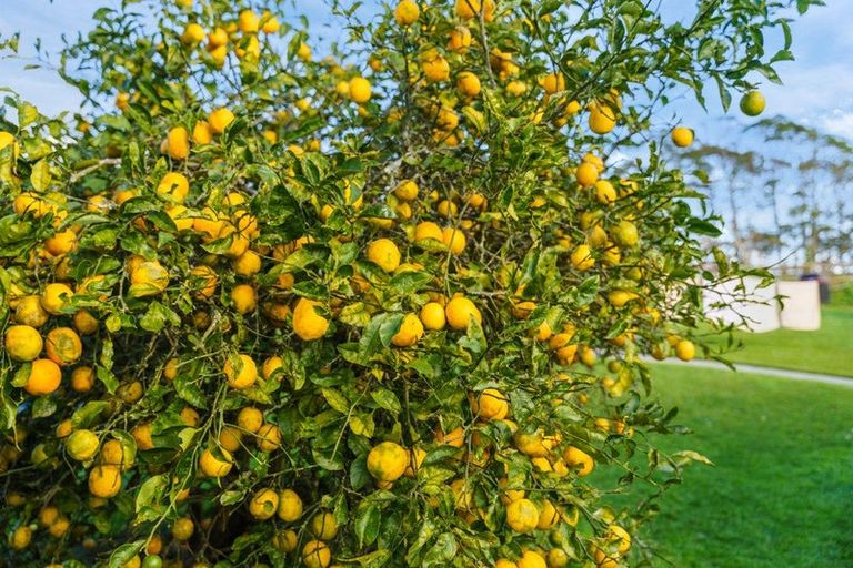 Photo of property in 33 Whakapirau Road, Wellsford, 0974